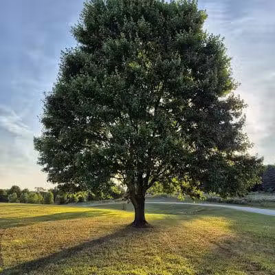 Tam O'Shanter Park - Canton, OH