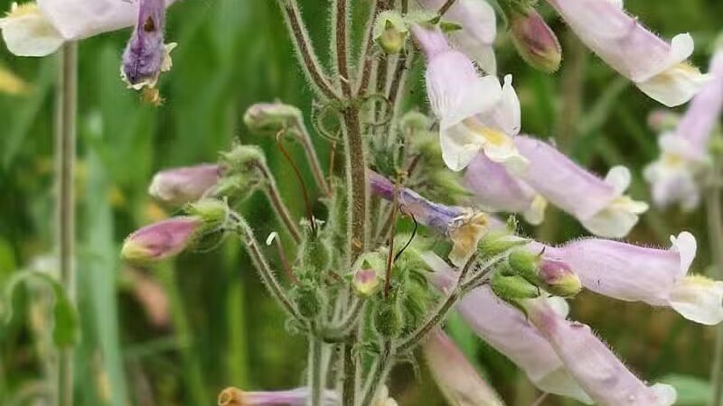 Tam O'Shanter Park - Canton, OH