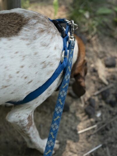 Vassar Park - Canton, OH