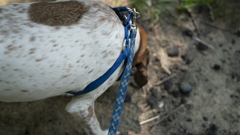 Vassar Park - Canton, OH