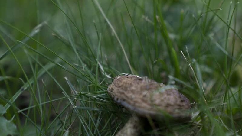 Vassar Park - Canton, OH