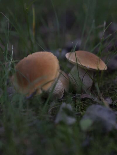 Vassar Park - Canton, OH