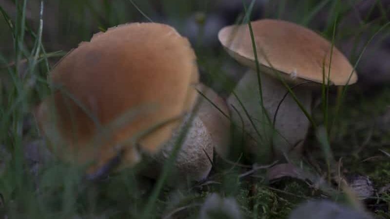 Vassar Park - Canton, OH