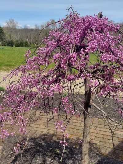 Weis Park - Canton, OH