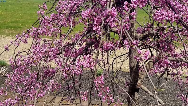 Weis Park - Canton, OH