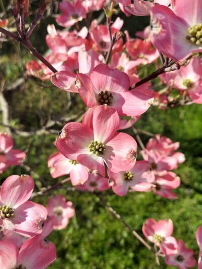 Weis Park - Canton, OH