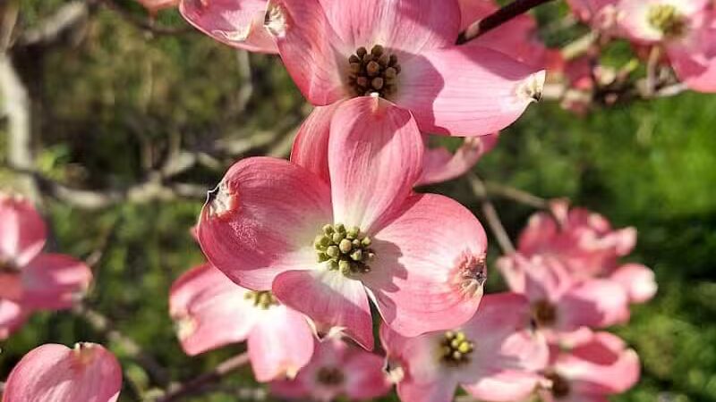 Weis Park - Canton, OH