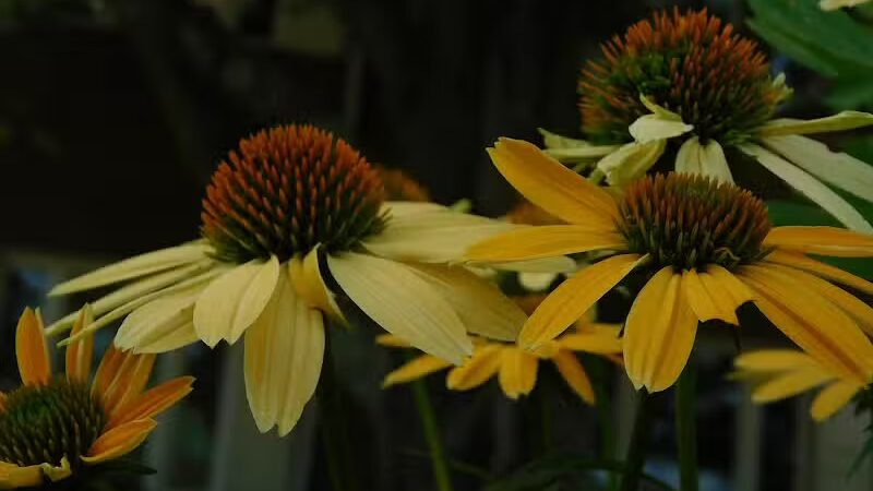 West Branch Trail - Canton, OH