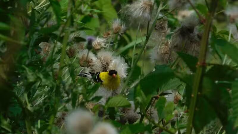 West Branch Trail - Canton, OH