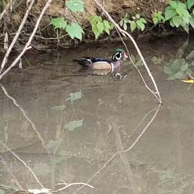 West Branch Trail - Canton, OH