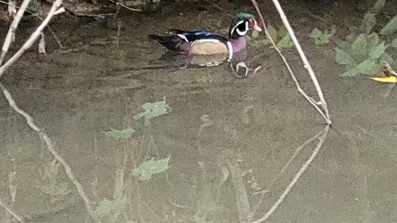 West Branch Trail - Canton, OH