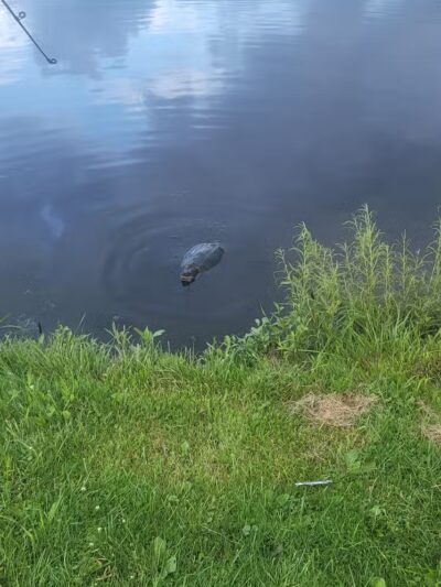 Westbrook Veterans Memorial Park - Canton, OH