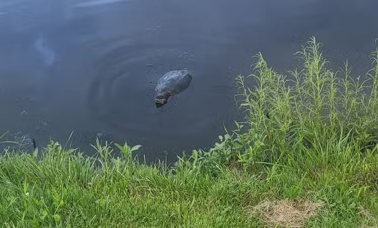 Westbrook Veterans Memorial Park - Canton, OH