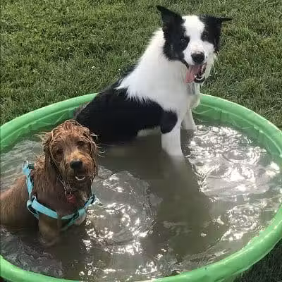 Canton Dog Park - Canton Township, MI