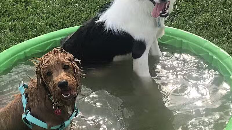 Canton Dog Park - Canton Township, MI