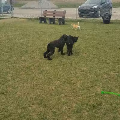 Canton Dog Park - Canton Township, MI