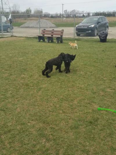 Canton Dog Park - Canton Township, MI