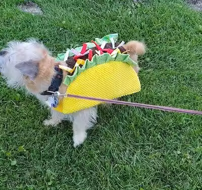 Canton Dog Park - Canton Township, MI