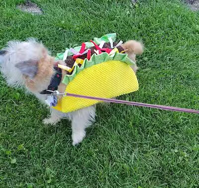 Canton Dog Park - Canton Township, MI