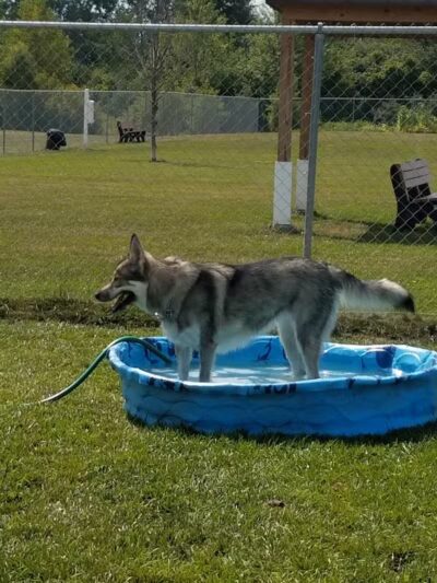 Canton Dog Park - Canton Township, MI