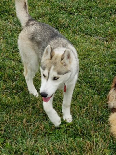 Canton Dog Park - Canton Township, MI