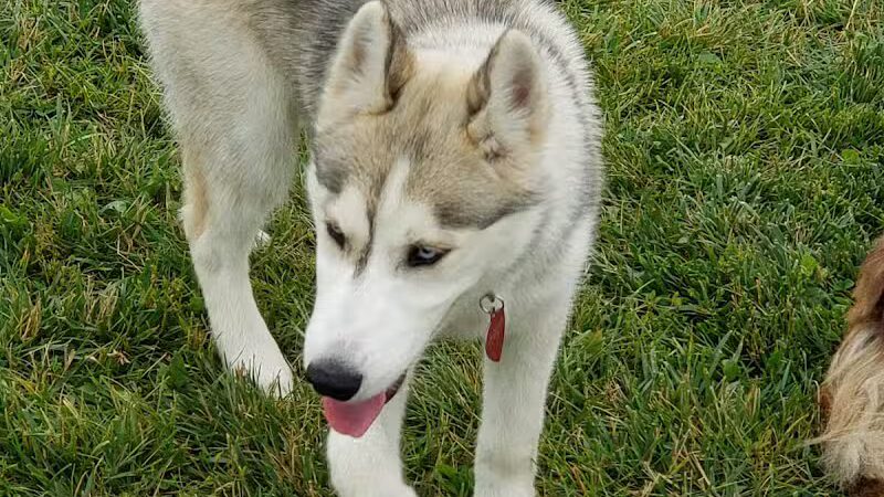 Canton Dog Park - Canton Township, MI