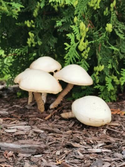 Canton Dog Park - Canton Township, MI