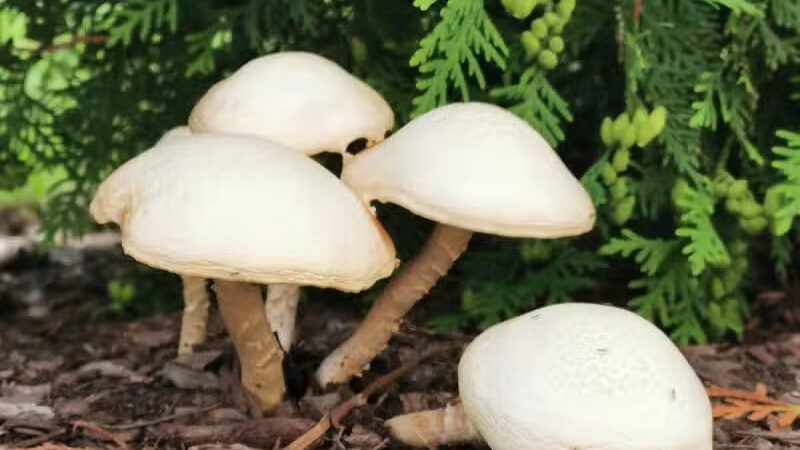 Canton Dog Park - Canton Township, MI