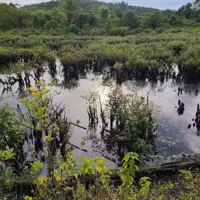 Ora E. Anderson Nature Trail - Carbon Hill, OH