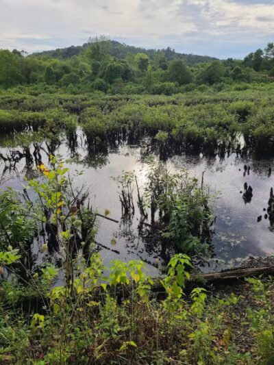 Ora E. Anderson Nature Trail - Carbon Hill, OH