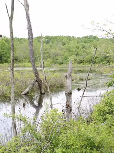 Ora E. Anderson Nature Trail - Carbon Hill, OH