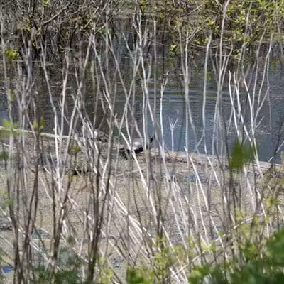 Ora E. Anderson Nature Trail - Carbon Hill, OH