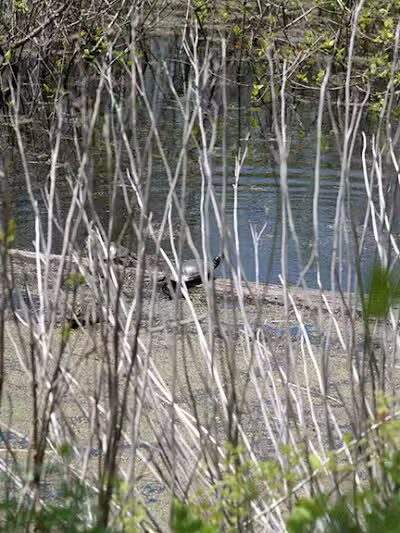 Ora E. Anderson Nature Trail - Carbon Hill, OH