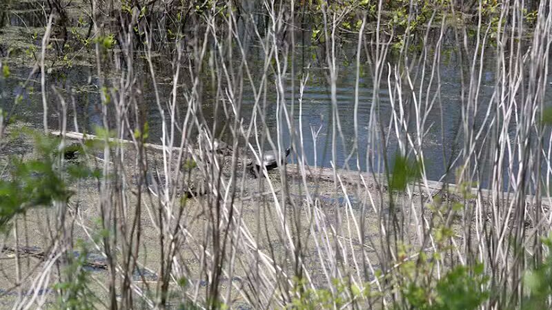 Ora E. Anderson Nature Trail - Carbon Hill, OH