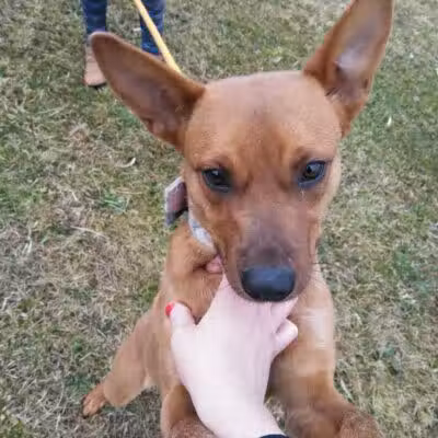 Carroll County Dog Warden's Office & Adoption Center - Carrollton, OH