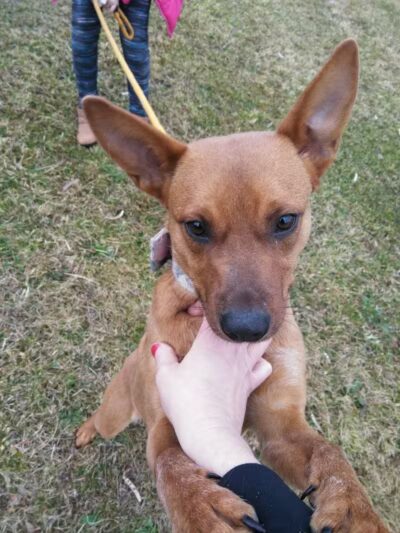 Carroll County Dog Warden's Office & Adoption Center - Carrollton, OH