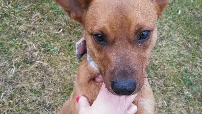 Carroll County Dog Warden's Office & Adoption Center - Carrollton, OH