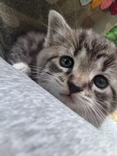 Carroll County Dog Warden's Office & Adoption Center - Carrollton, OH