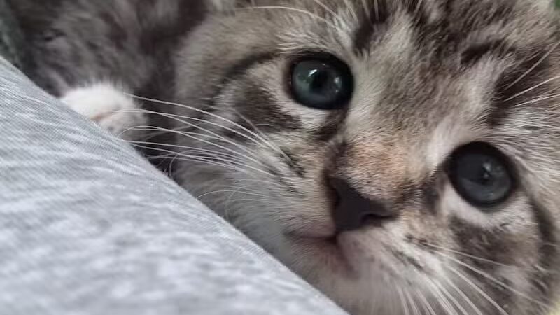 Carroll County Dog Warden's Office & Adoption Center - Carrollton, OH