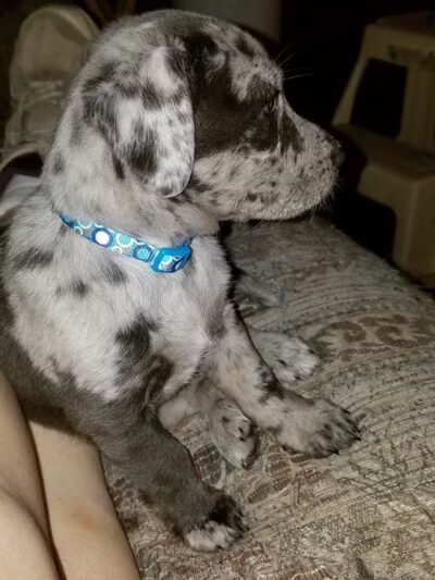 Carroll County Dog Warden's Office & Adoption Center - Carrollton, OH