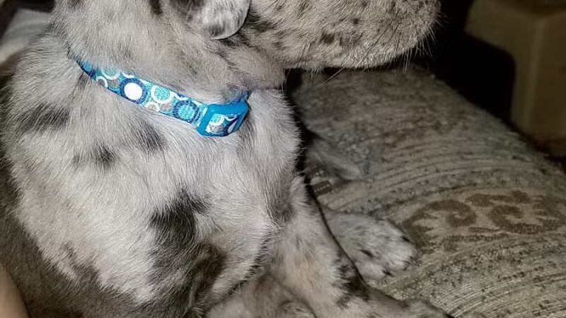 Carroll County Dog Warden's Office & Adoption Center - Carrollton, OH