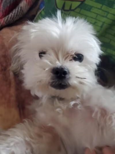 Carroll County Dog Warden's Office & Adoption Center - Carrollton, OH