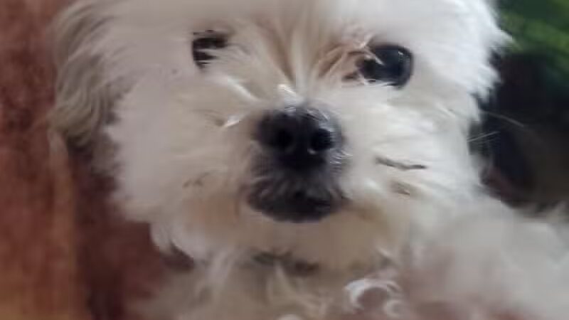 Carroll County Dog Warden's Office & Adoption Center - Carrollton, OH