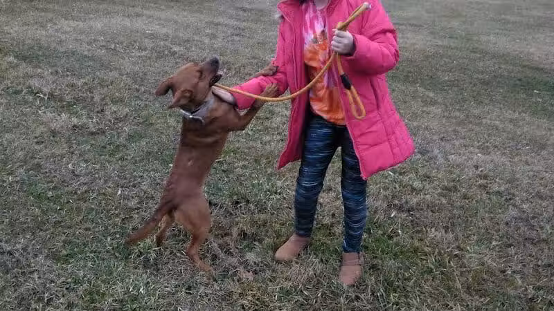 Carroll County Dog Warden's Office & Adoption Center - Carrollton, OH
