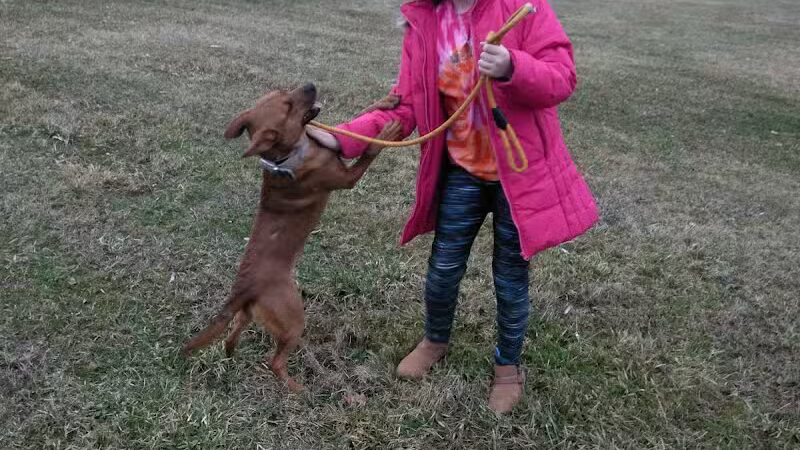 Carroll County Dog Warden's Office & Adoption Center - Carrollton, OH