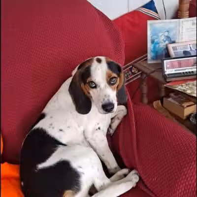 Carroll County Dog Warden's Office & Adoption Center - Carrollton, OH