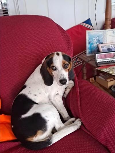 Carroll County Dog Warden's Office & Adoption Center - Carrollton, OH