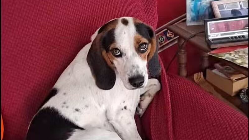 Carroll County Dog Warden's Office & Adoption Center - Carrollton, OH