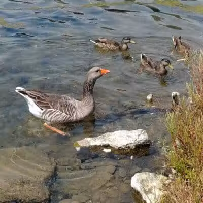 The Duck Pond - Castalia, OH