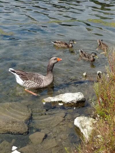 The Duck Pond - Castalia, OH